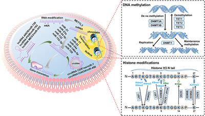 Deciphering the Epigenetic Code of Stem Cells Derived From Dental Tissues